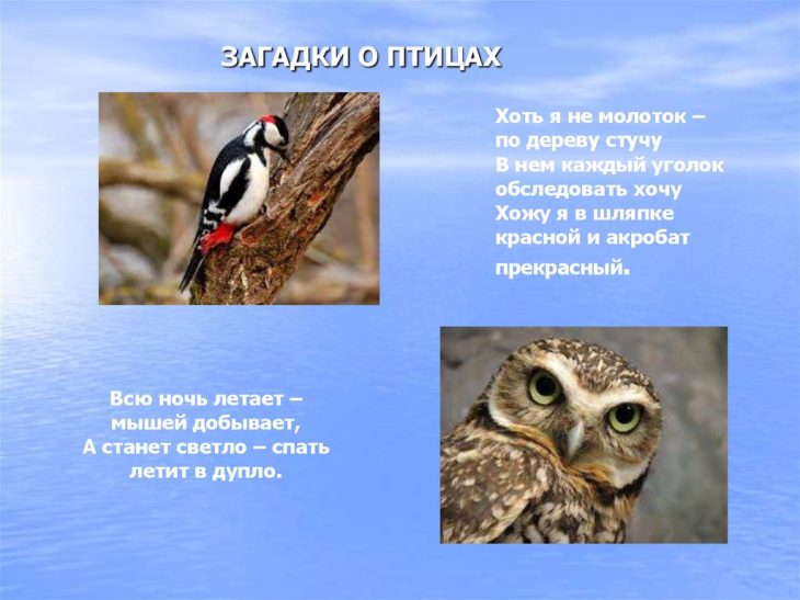 Загадки про птиц (40 штук)
