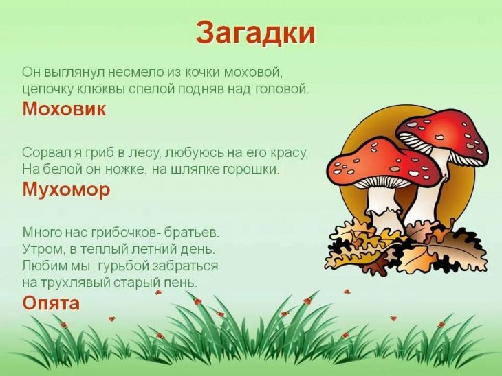 Загадки про грибы (40 штук)