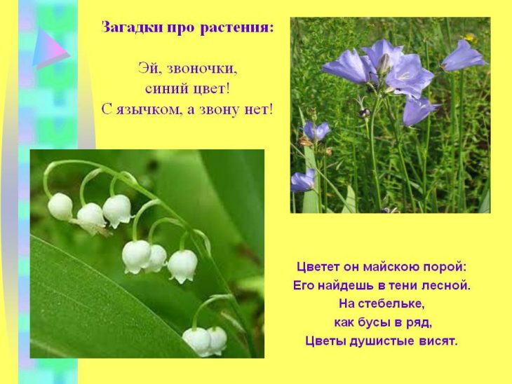 Загадки про растения (40 штук)