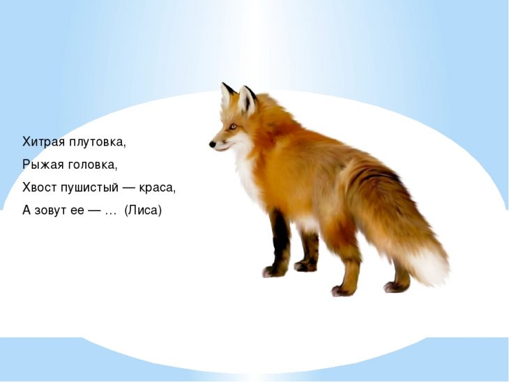 Загадки про лису (40 штук)