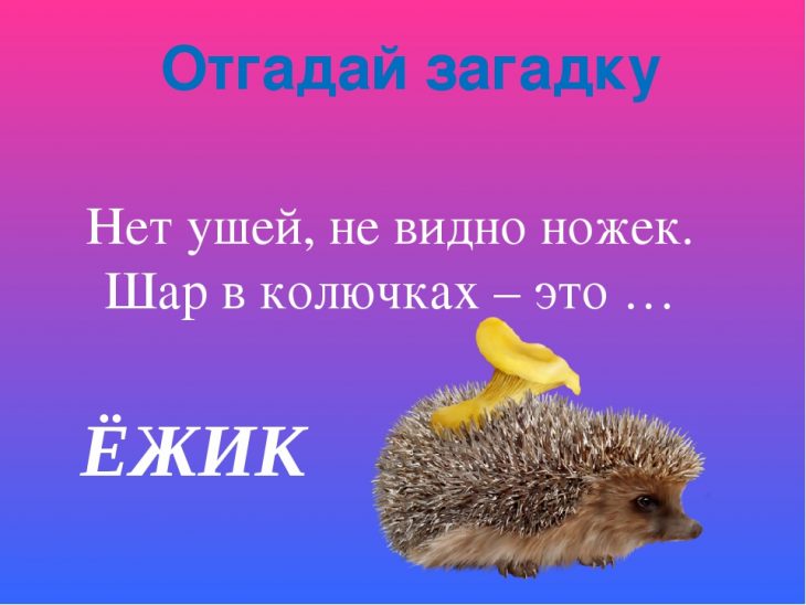 Загадки про ежика (40 штук)