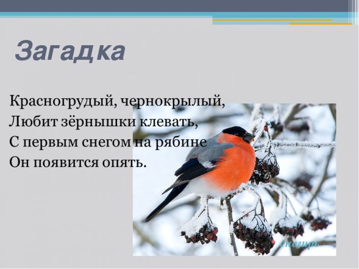 Загадки про снегиря (40 штук)
