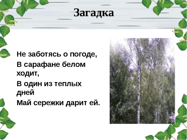 Загадки про березу (40 штук)