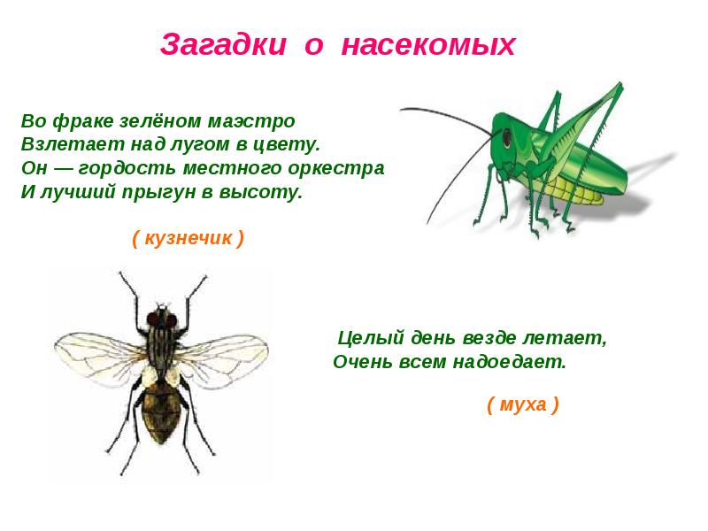 Загадки про насекомых (40 штук)