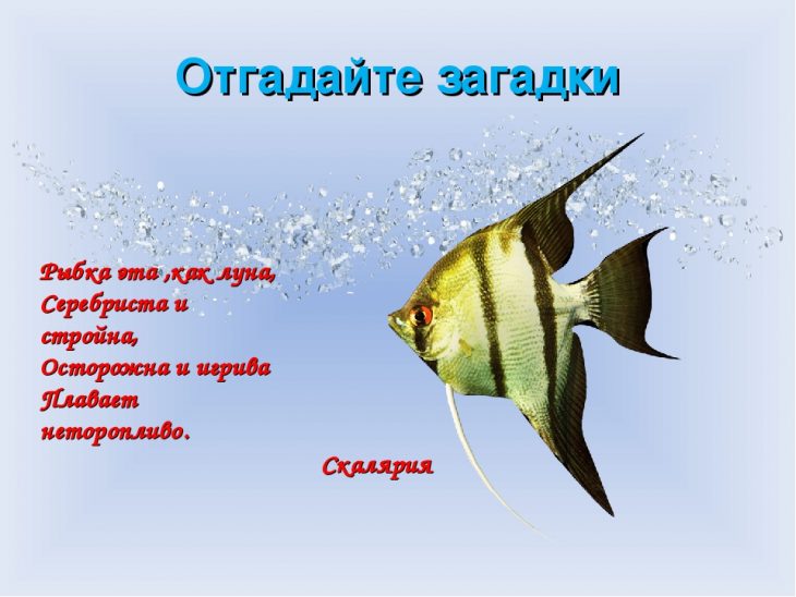 Загадки про рыб (40 штук)
