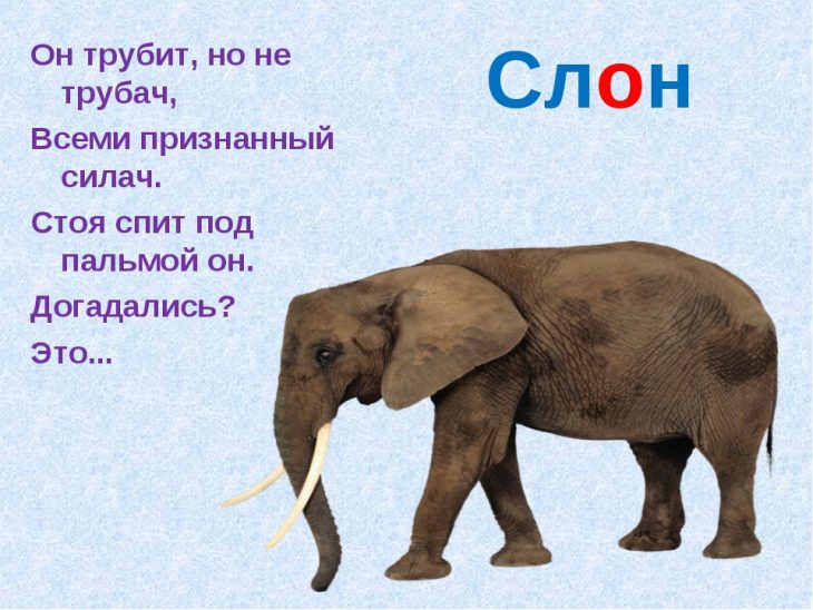 Загадки про слона (40 штук)