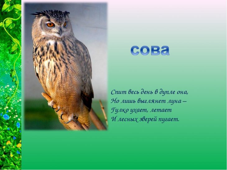Загадки про сову (40 штук)