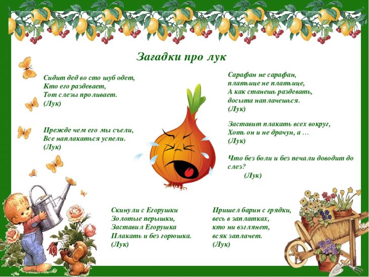 Загадка про лук (40 штук)