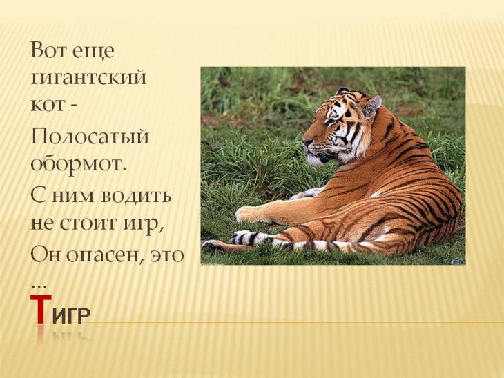 Загадки про тигра ( 40 штук)