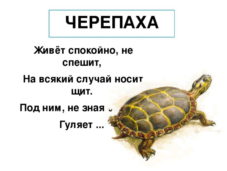 Загадки про черепаху (40 штук)