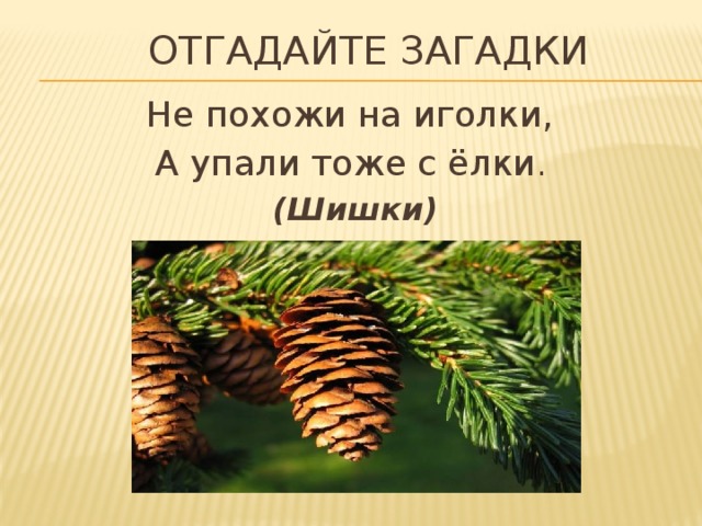 Загадки про шишку (7 штук)