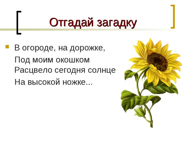 Загадки про подсолнух (40 штук)