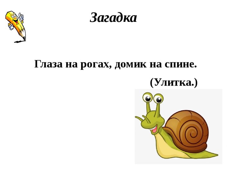 Загадки про улитку (40 штук)