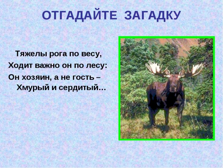 Загадки про лося (15 штук)