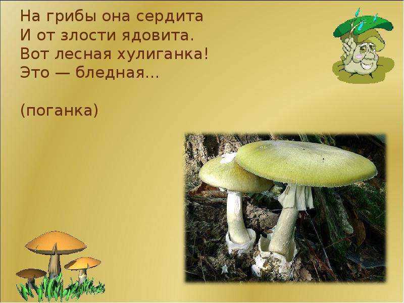 Загадки про бледную поганку (11 штук)