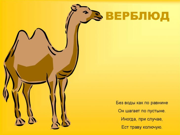 Загадки про верблюда (40 штук)