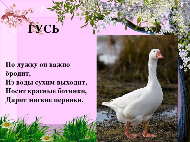 Загадки про гуся (40 штук)
