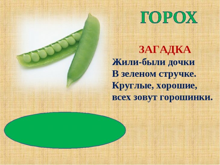 Загадки про горох (7 штук)