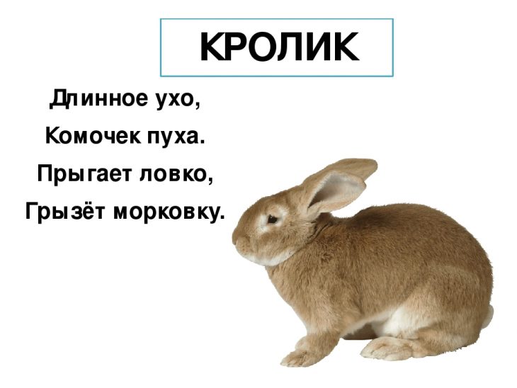 Загадки про кролика (12 штук)