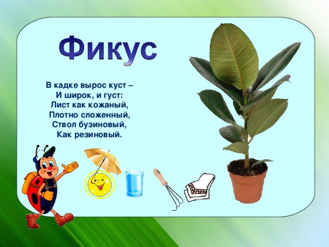 Загадки про комнатные растения (40 штук)