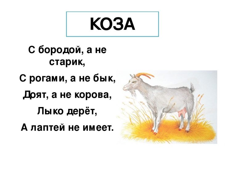Загадки про козу (24 штуки)