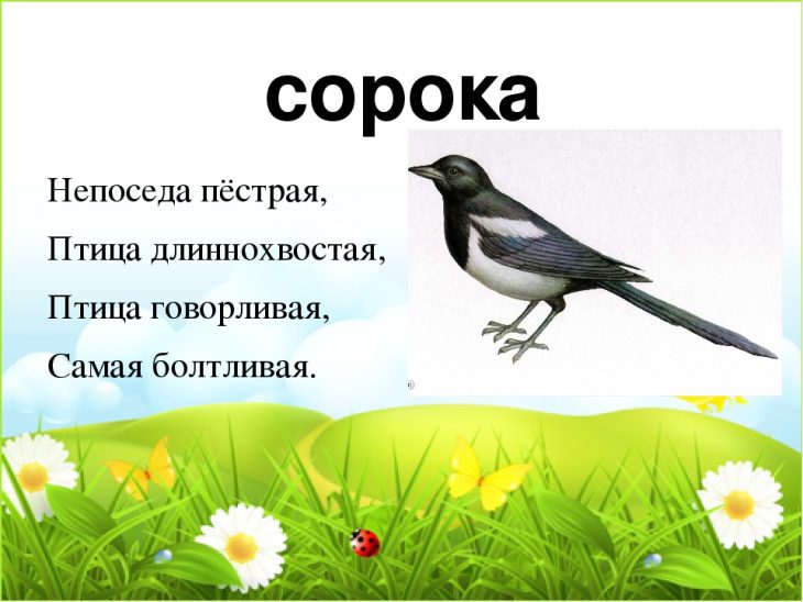 Загадки про сороку (40 штук)