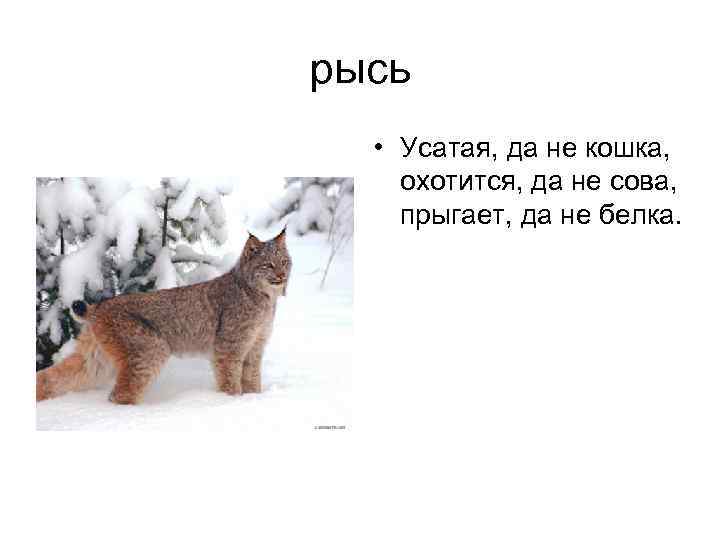Загадки про рысь (20 штук)