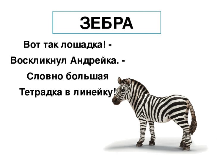 Загадки про зебру (40 штук)