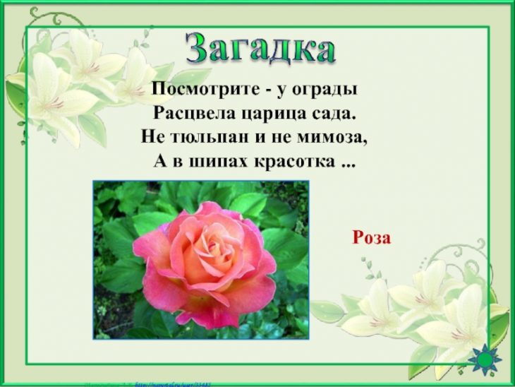 Загадки про розу (40 штук)