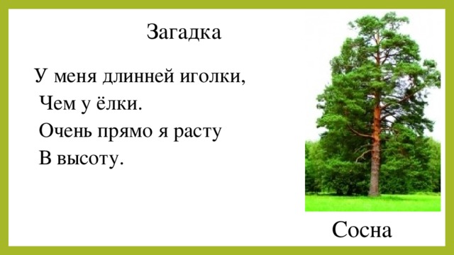 Загадки про сосну (24 штуки )