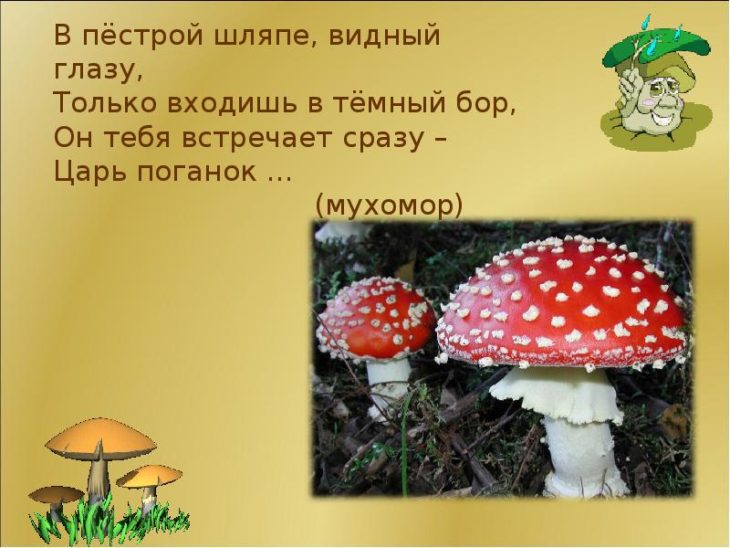 Загадки про мухомор (29 штук)
