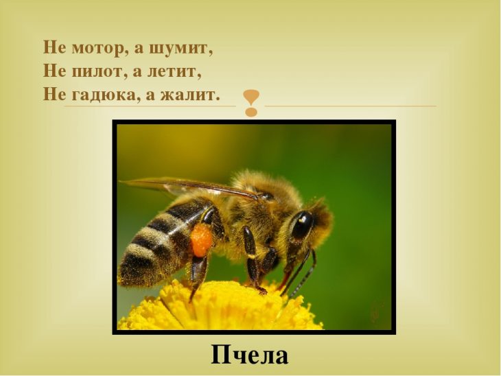 Загадки про пчелу (19 штук)