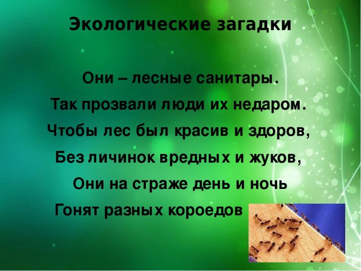 Загадки по экологии для дошкольников (40 штук)