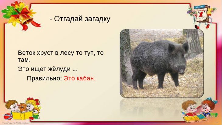 Загадки про кабана (14 шутк)