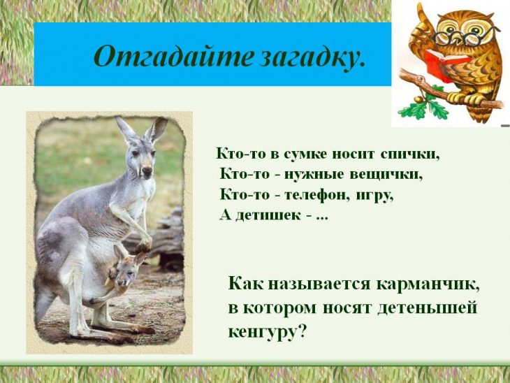 Загадки про кенгуру (33 штуки)