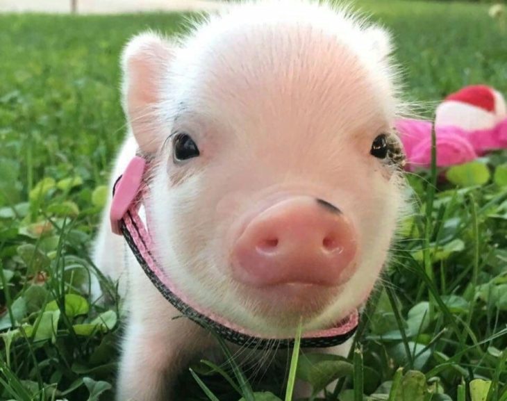 Загадки про поросенка (18 штук)