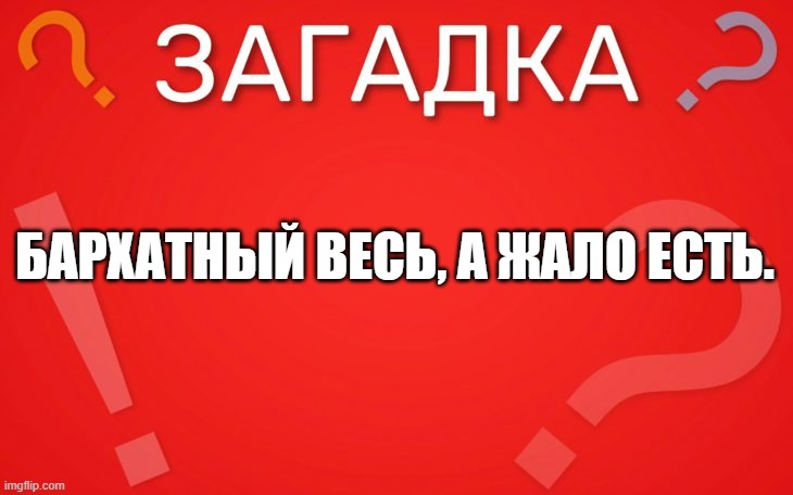Бархатный весь, а жало есть — загадка