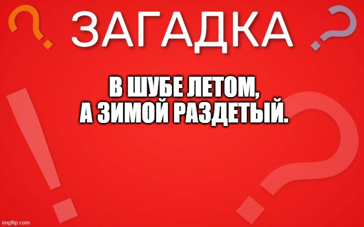 В шубе летом, зимой раздетый — загадка