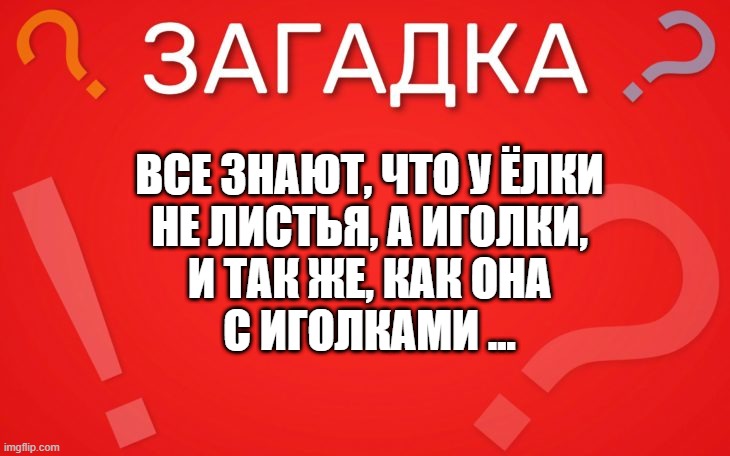 Все знают, что у ёлки не листья, а иголки — загадка