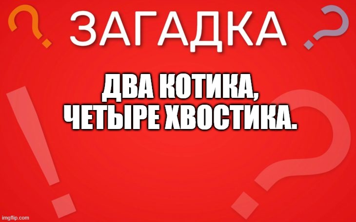 Два котика, а четыре хвостика — загадка