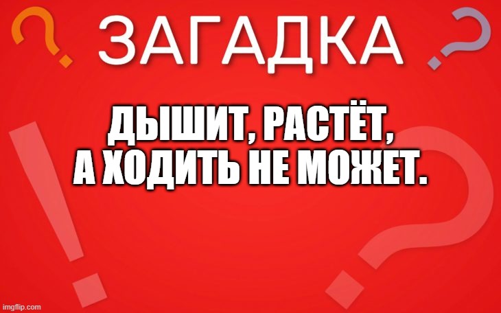 Дышит, растёт, а ходить не может — загадка