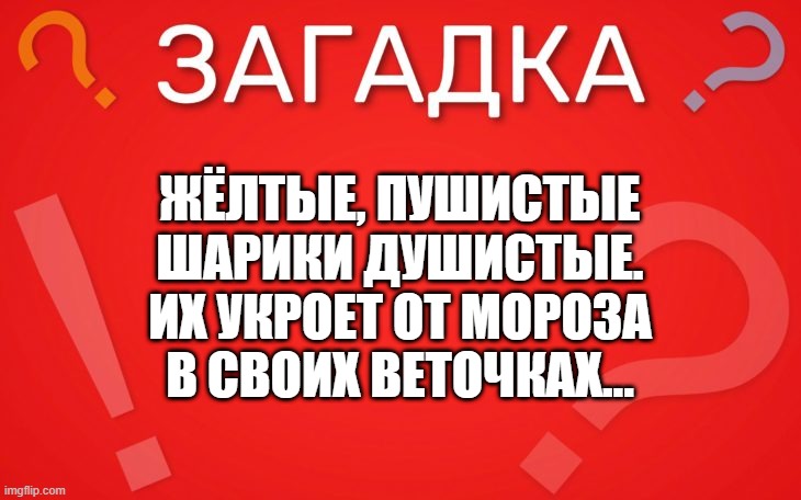 Жёлтые, пушистые шарики душистые — загадка