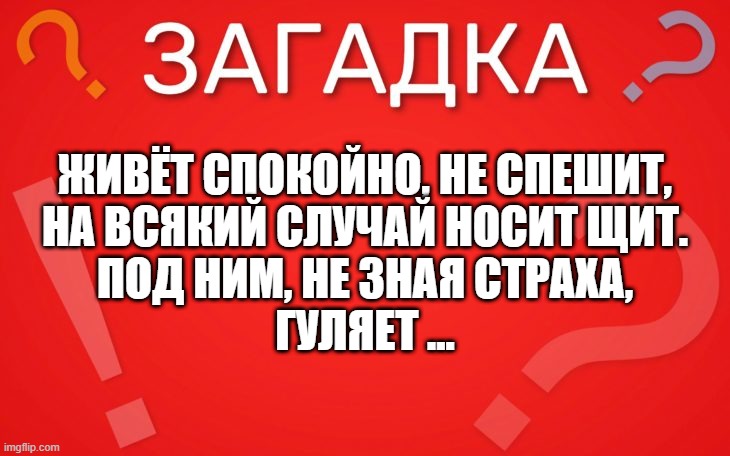 Живёт спокойно, не спешит, на всякий случай носит щит — загадка