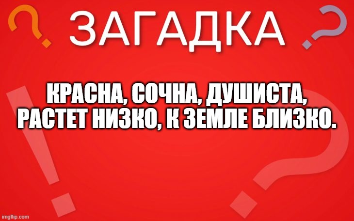 Красна, сочна, душиста, растет низко, к земле близко — загадка