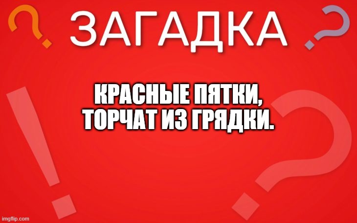 Красные пятки, торчат из грядки шуточная — загадка