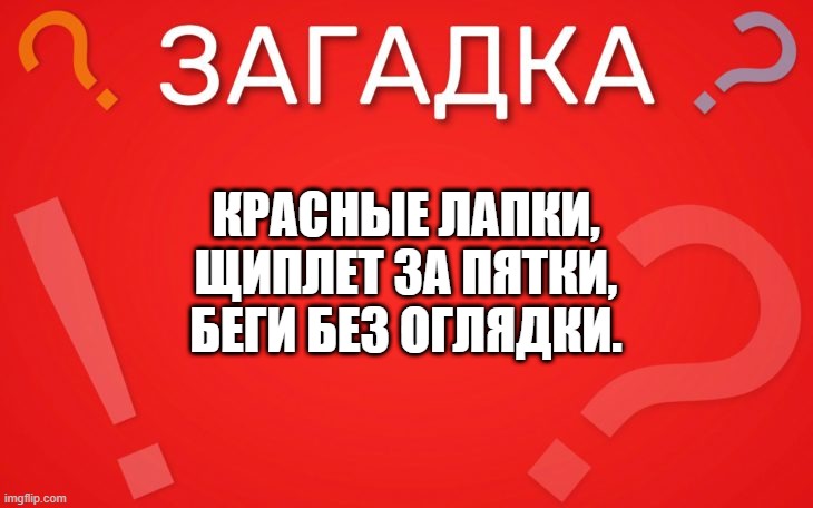 Красные лапки, щиплет за пятки, беги без оглядки — загадка