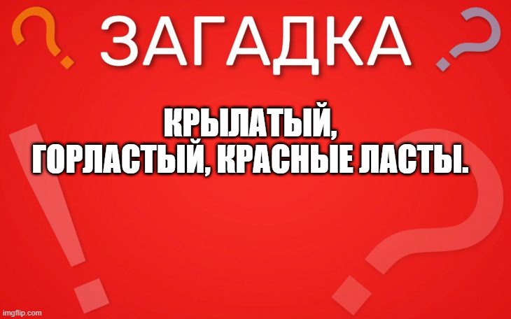 Крылатый, горластый, красные ласты — загадка