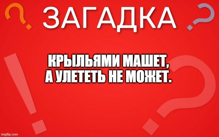 Крыльями машет, а улететь не может  — загадка