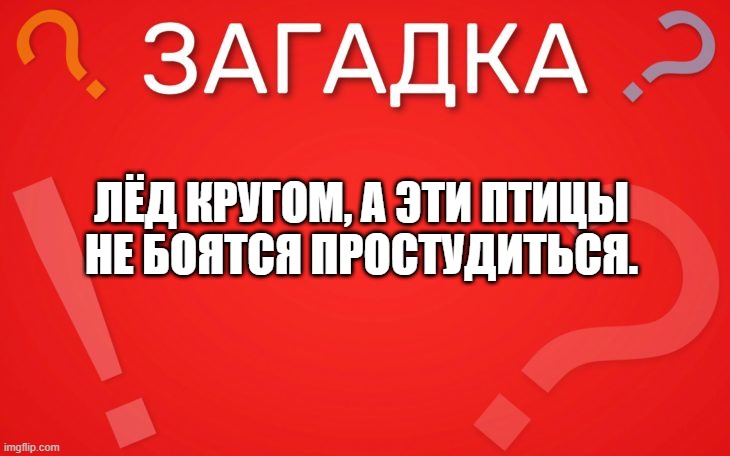 Лёд кругом, а эти птицы не боятся простудиться — загадка