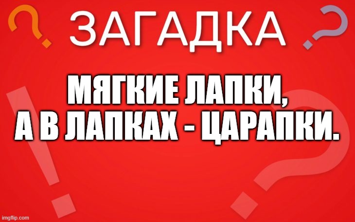 Мягкие лапки, а в лапках царапки — загадка